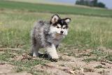 CHIEN FINNOIS DE LAPONIE 500